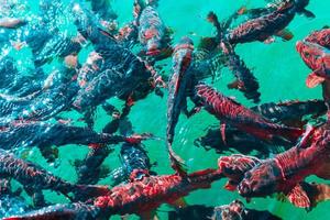 In the ocean, fish swim photo