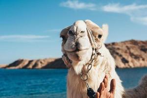 Portrait of a camel photo