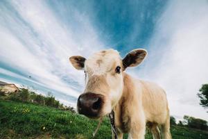 Young cow looking directly at the camera photo