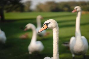 White swans resting on the green grass in the park. photo