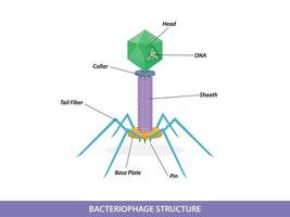 Structure of typical bacteriophage virus vector