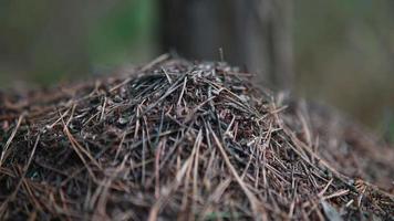 Ants walk on pile of sticks and branches video