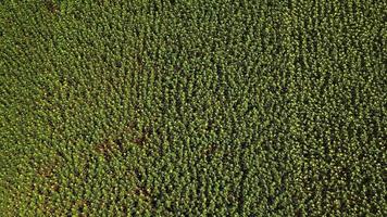 vista aérea de los campos de plantación en un día soleado video