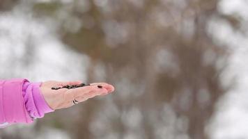 Nuthatch bird in women's hand eat seeds, winter video