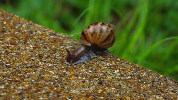 Helix pomatia snail moving slowly on the wet pavement