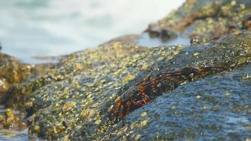 Crabs on the rock at the beach, rolling waves, close up video