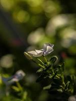 Madagascar Periwinkle . Single bloom photo