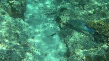 Tropical underwater world, Similan Islands, Thailand video