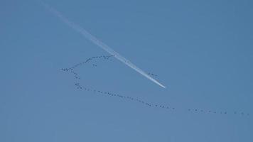 Herde von Gänsen, die vor dem Hintergrund eines hochfliegenden Flugzeugs fliegen video