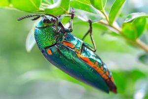 escarabajo metálico de patas verdes sternocera aequisignata o escarabajo joya o escarabajo perforador de madera metálico en hoja verde foto