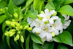 White flower of Andaman satinwood, Chanese box tree, Cosmetic bark tree, Orange jasmine, Orange jessamine, Satin wood Murraya paniculata Jack photo