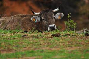 cow resting in a meadow photo