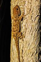 gecko on a tree trunk photo