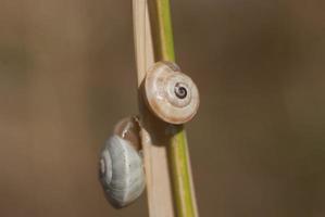 white snails on a branch of grass photo