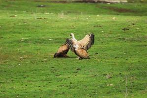 vultures fighting for food photo