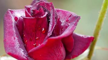 A dark red rose, with autumn frost, in the garden on a foggy frosty morning video