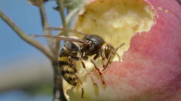 Hornet eats the flesh of a ripe red apple, HDR footage video