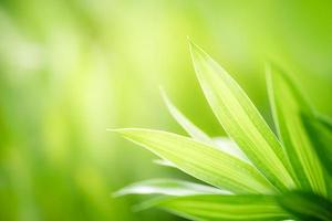 Closeup of beautiful nature view green leaf on blurred greenery background in garden with copy space using as background wallpaper page concept. photo