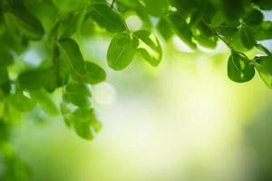Closeup of beautiful nature view green leaf on blurred greenery background in garden with copy space using as background wallpaper page concept. photo