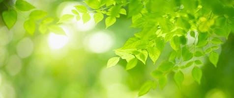 primer plano de la hermosa vista de la naturaleza hoja verde sobre fondo verde borroso en el jardín con espacio de copia utilizando como concepto de página de portada de fondo. foto