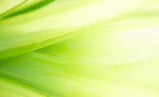 Abstract nature green blurred background nature leaf on greenery background in garden with copy space using as background wallpaper page concept. photo