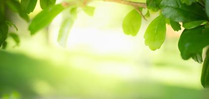 primer plano de la hermosa vista de la naturaleza hoja verde sobre fondo verde borroso en el jardín con espacio de copia utilizando como concepto de página de portada de fondo. foto