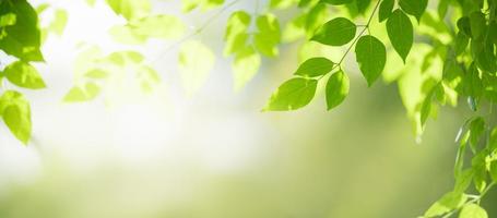 Closeup of beautiful nature view green leaf on blurred greenery background in garden with copy space using as background cover page concept. photo