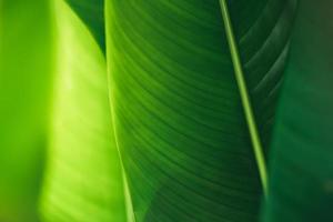 Abstract nature green blurred background nature leaf on greenery background in garden with copy space using as background wallpaper page concept.i photo