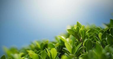 Closeup of beautiful nature view green leaf on blurred greenery with blue sky as background in garden with copy space using as background cover page concept. photo
