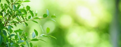 Closeup of beautiful nature view green leaf on blurred greenery background in garden with copy space using as background cover page concept. photo
