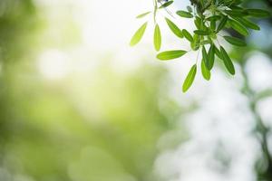 Closeup of beautiful nature view green leaf on blurred greenery background in garden with copy space using as background wallpaper page concept. photo