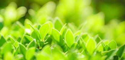 Closeup of beautiful nature view green leaf on blurred greenery background in garden with copy space using as background cover page concept. photo