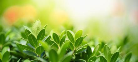 Closeup of beautiful nature view green leaf on blurred greenery background in garden with copy space using as background cover page concept. photo