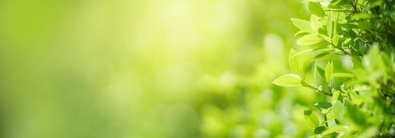 Closeup of beautiful nature view green leaf on blurred greenery background in garden with copy space using as background cover page concept. photo