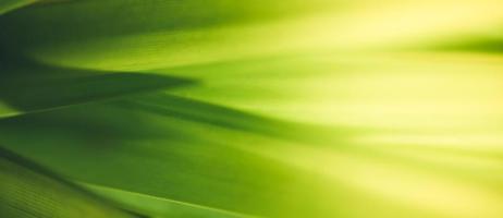 Closeup abstract nature green blurred background nature leaf on greenery background with copy space using as background wallpaper page concept. photo