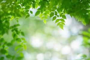 Closeup of beautiful nature view green leaf on blurred greenery background in garden with copy space using as background wallpaper page concept. photo