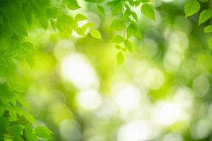 Closeup of beautiful nature view green leaf on blurred greenery background in garden with copy space using as background wallpaper page concept. photo