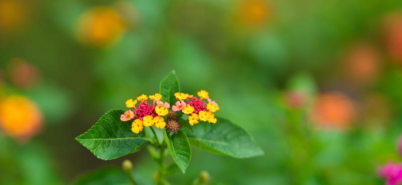 Cover Page Landscape Stock Photos, Images and Backgrounds for Free Download