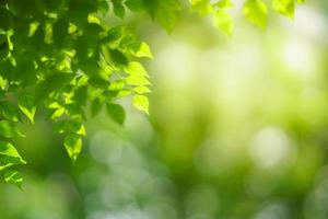 Primer plano de la hermosa vista de la naturaleza hoja verde sobre fondo verde borroso en el jardín con espacio de copia utilizando como concepto de página de papel tapiz de fondo.i foto