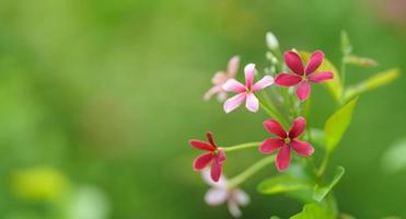 Closeup of pink and red flower on blurred greenery background in garden with copy space using as wallpaper and cover page concept. photo