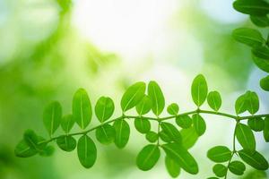 Closeup of beautiful nature view green leaf on blurred greenery background in garden with copy space using as background wallpaper page concept. photo