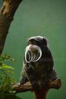 Very Curious Moustached Tamarin Monkey Looking Around photo