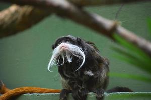 Bearded Emperor Tamarin Monkey Sitting and Looking Up photo