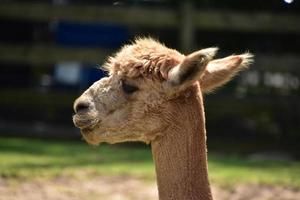 perfil lateral de una adorable alpaca bronceada foto