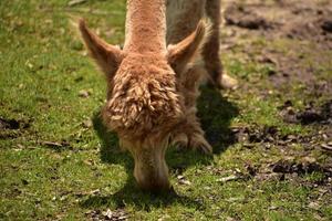 Wooly Alpaca Grazing in a Grass Pasture photo