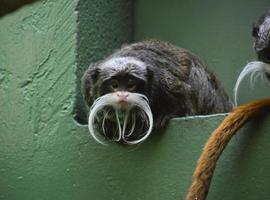 inquisitivo emperador barbudo mono tamarin mirando a su alrededor foto