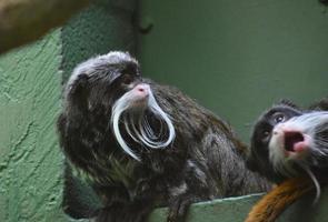 Silly Pair of Bearded Tamarin Monkeys Playing photo