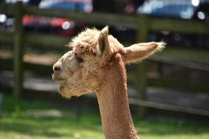 alpaca bronceada masticando con la boca abierta foto