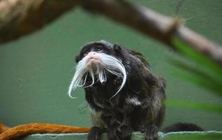 Bearded Tamarin Monkey Sitting on Green Concrete photo