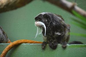 Side Profile of an Emperor Tamarin Monkey photo